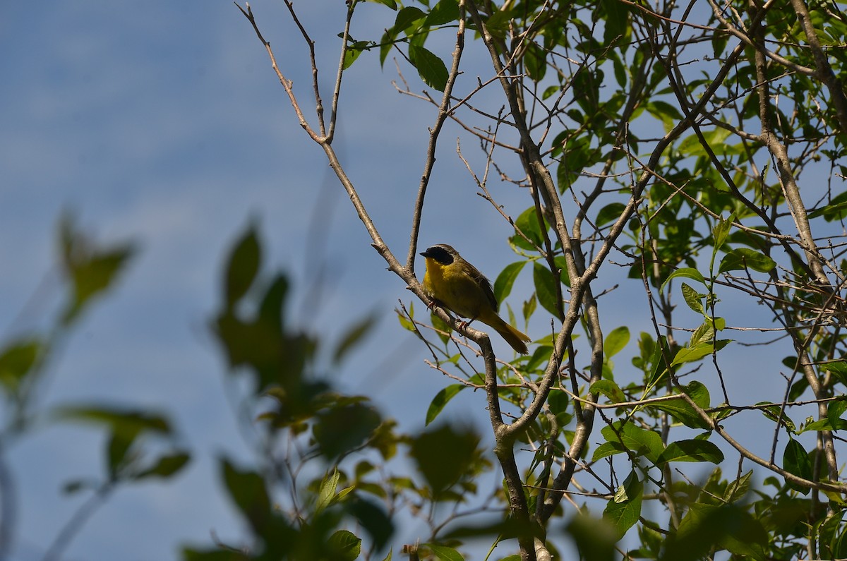 Common Yellowthroat - ML620415676