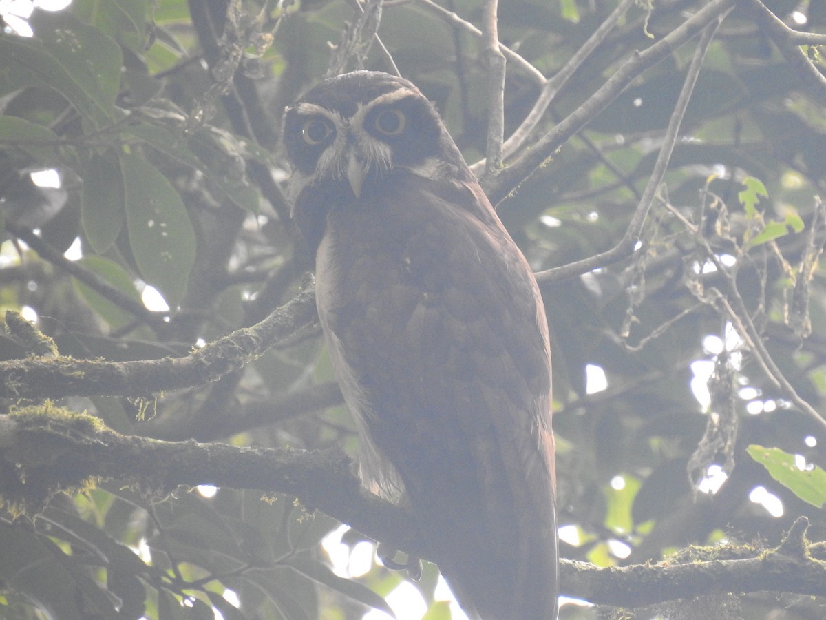 Spectacled Owl - ML620415678