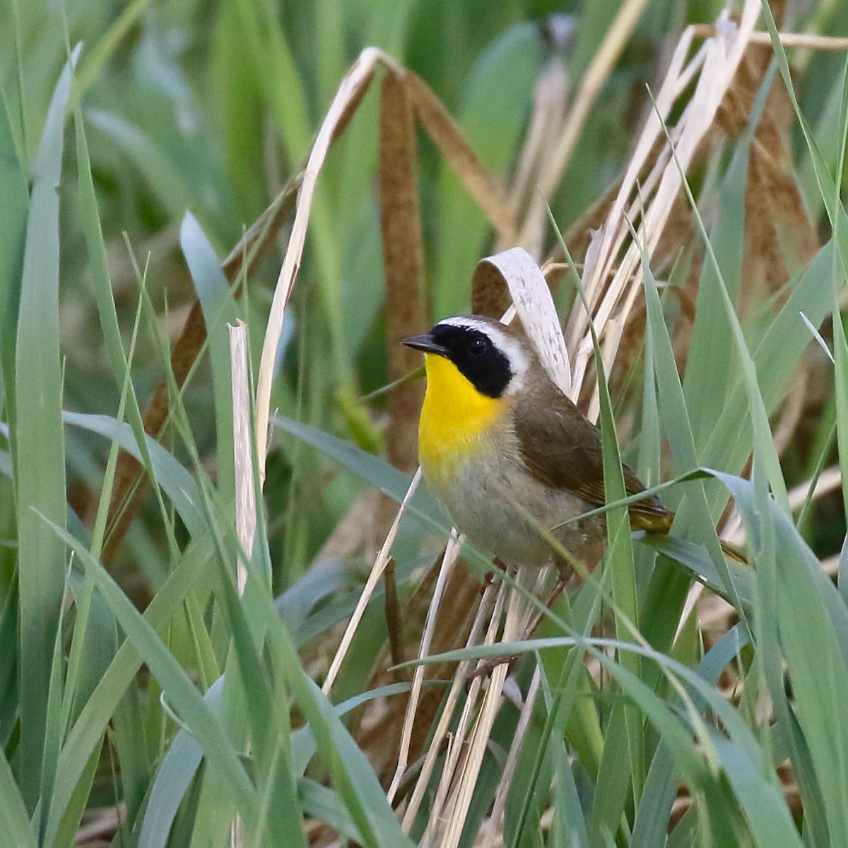 Paruline masquée - ML620415679