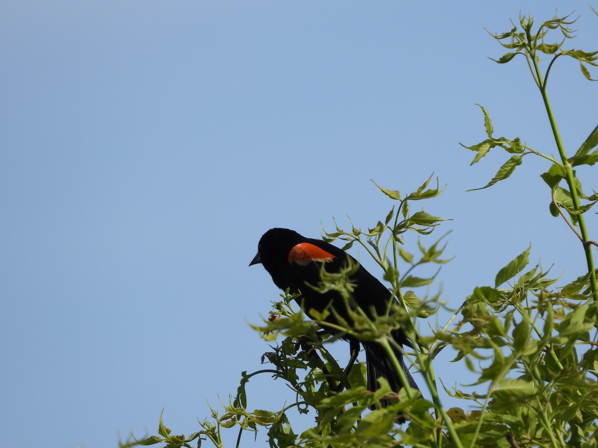 Red-winged Blackbird - ML620415682