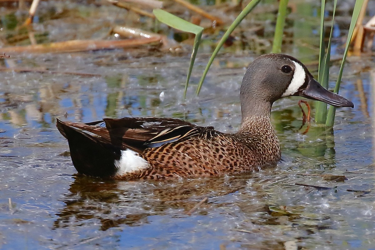 Blauflügelente - ML620415693