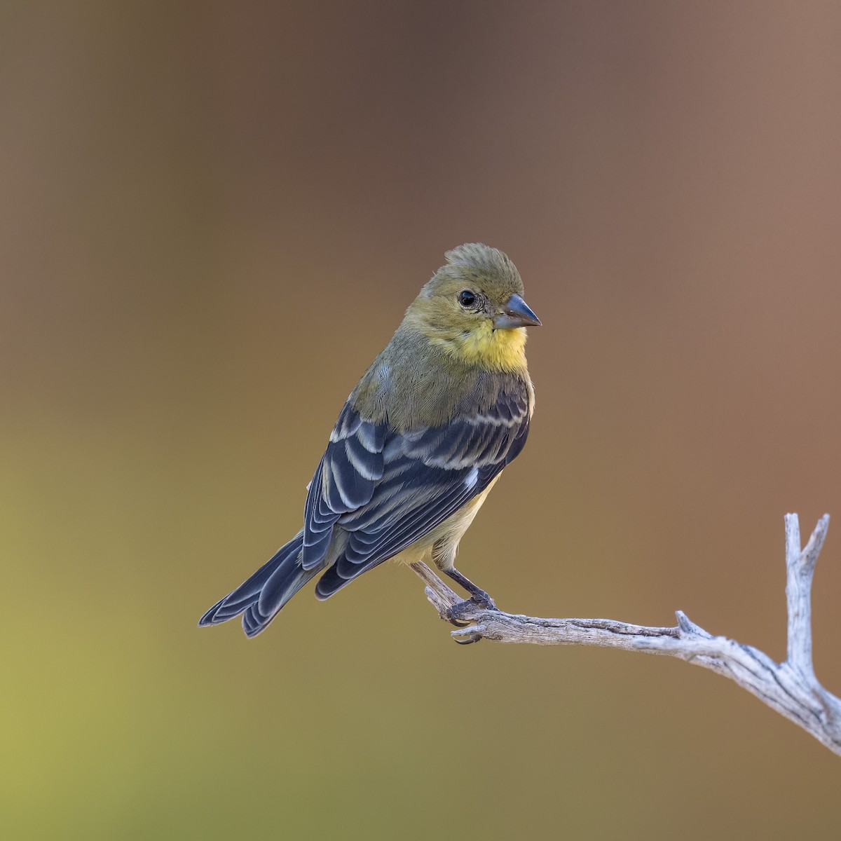 Lesser Goldfinch - Graham Deese