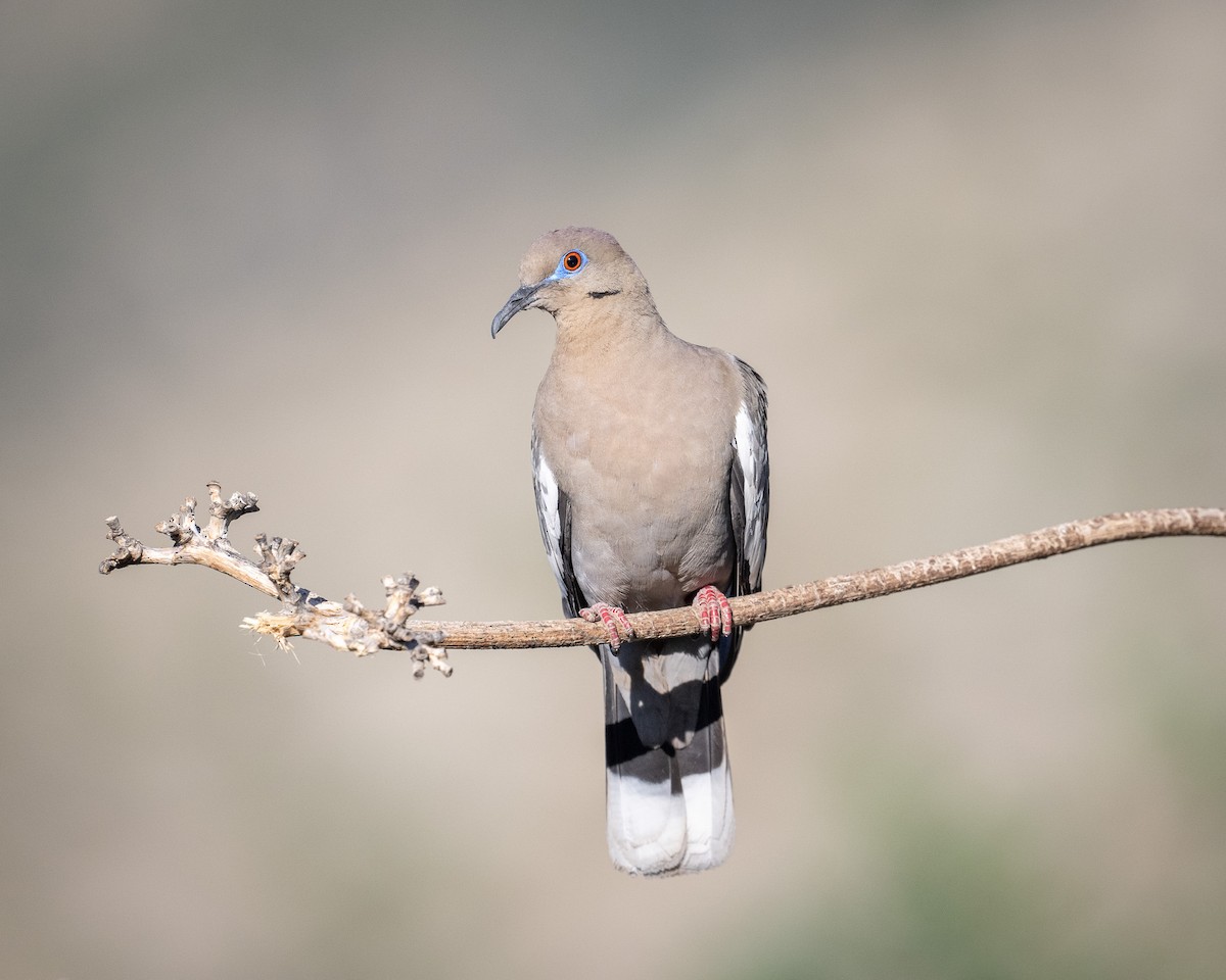 White-winged Dove - ML620415713