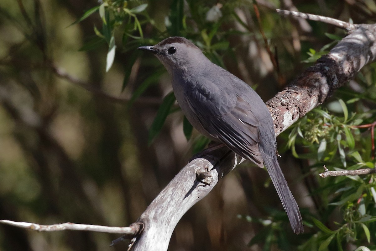 Gray Catbird - ML620415714