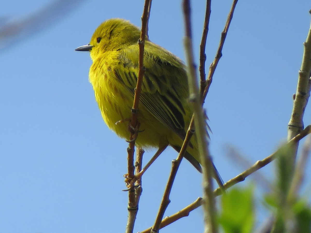 Yellow Warbler - ML620415715