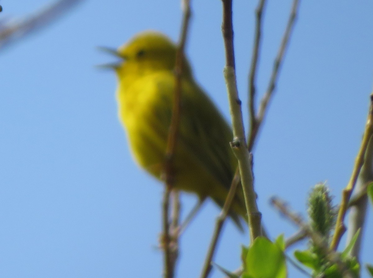 Yellow Warbler - ML620415716