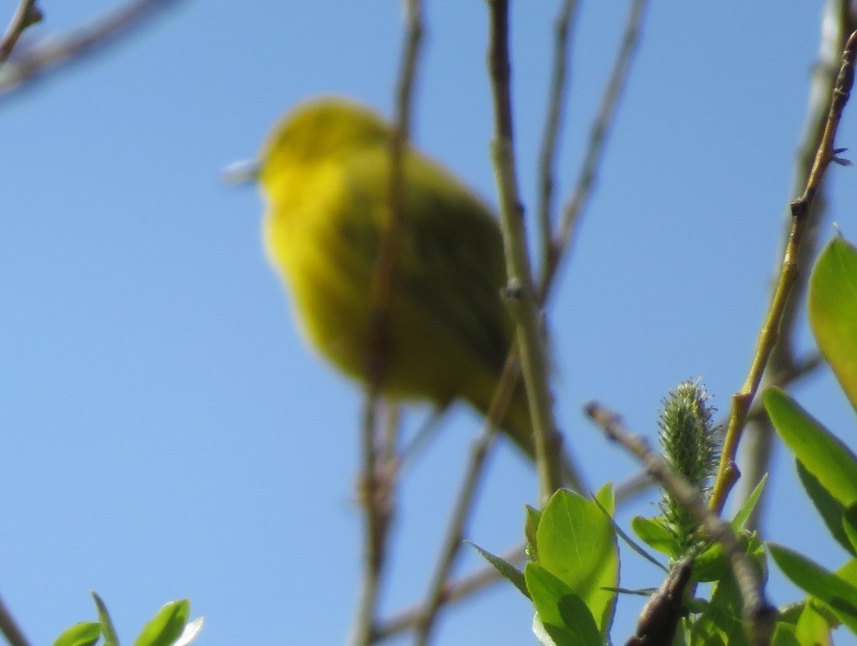 Yellow Warbler - ML620415717