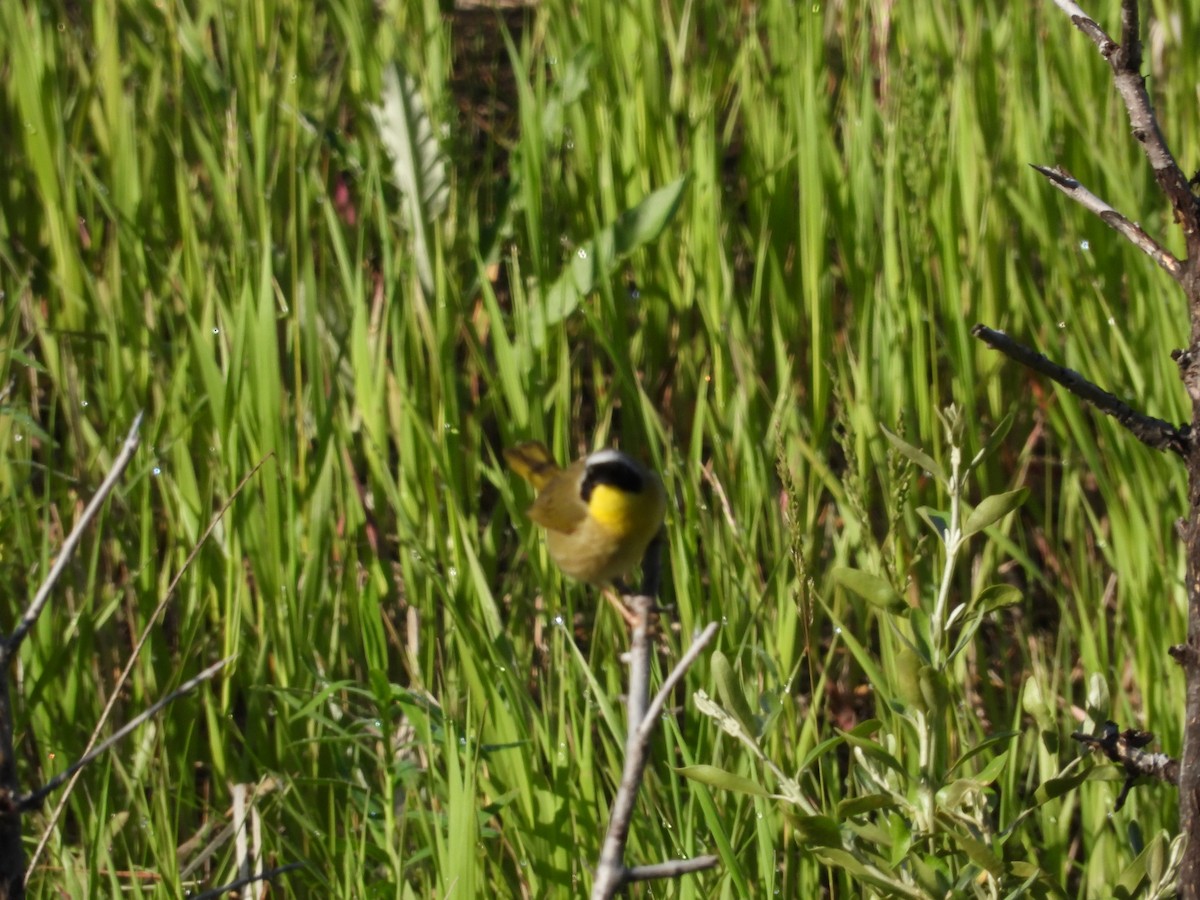 Common Yellowthroat - ML620415719