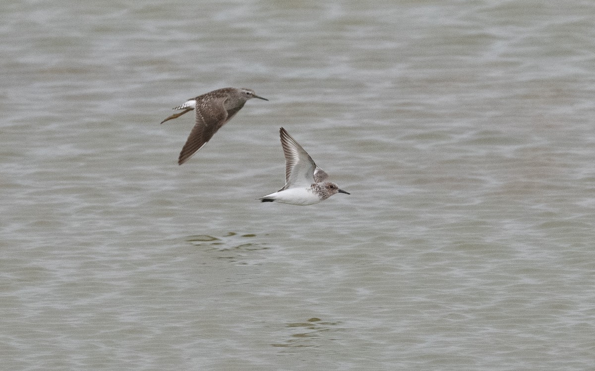 Bécasseau sanderling - ML620415720