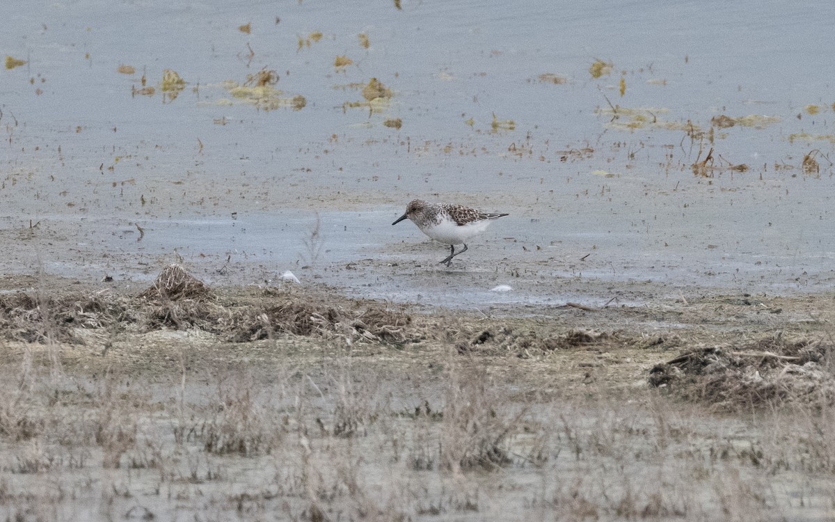 Bécasseau sanderling - ML620415721