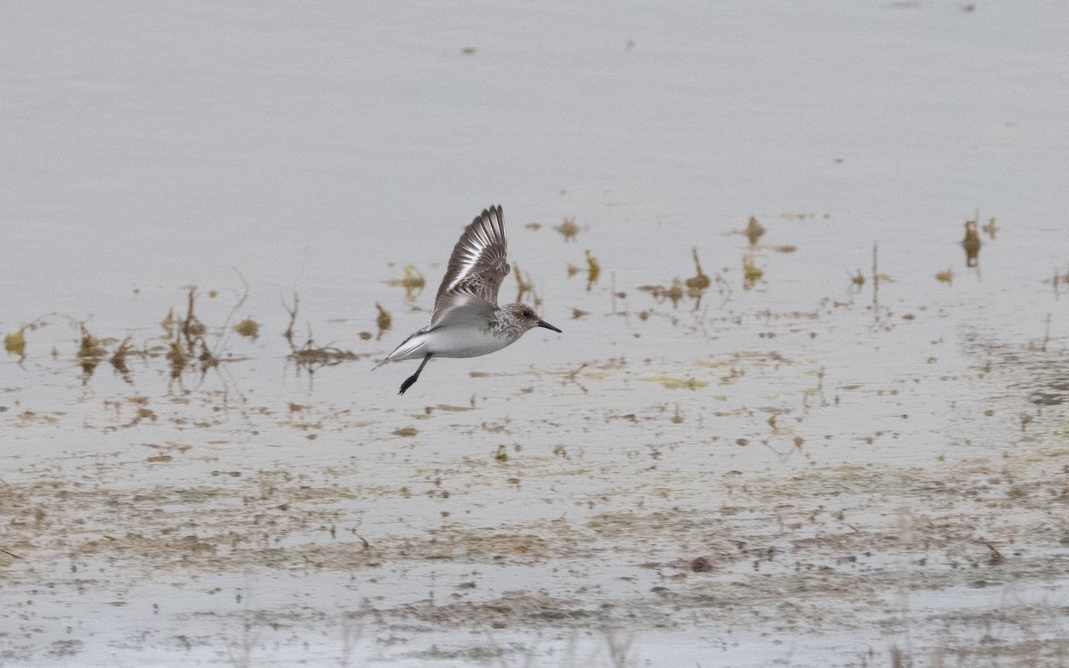 Bécasseau sanderling - ML620415722