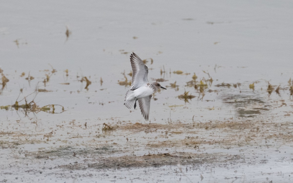 Bécasseau sanderling - ML620415723