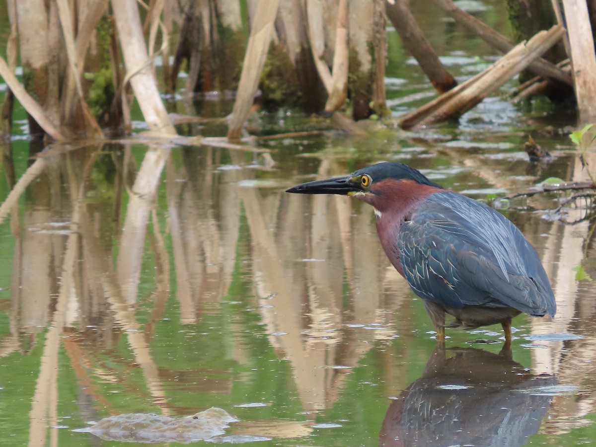 Green Heron - ML620415728