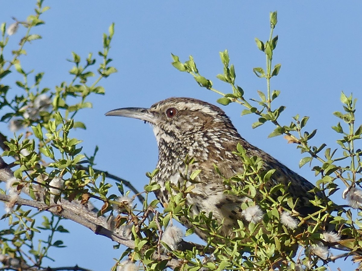 Cactus Wren - ML620415738