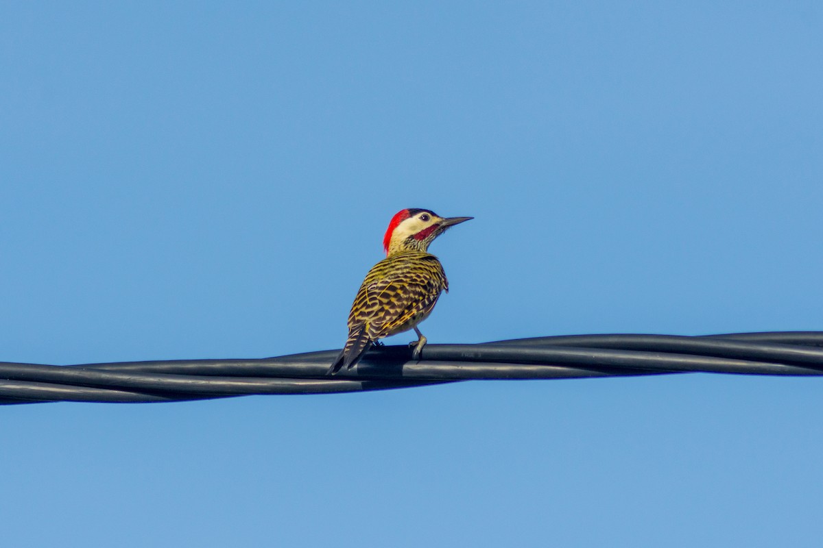 Green-barred Woodpecker - ML620415759