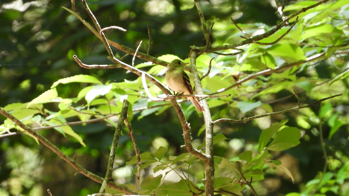 Eastern Wood-Pewee - ML620415771