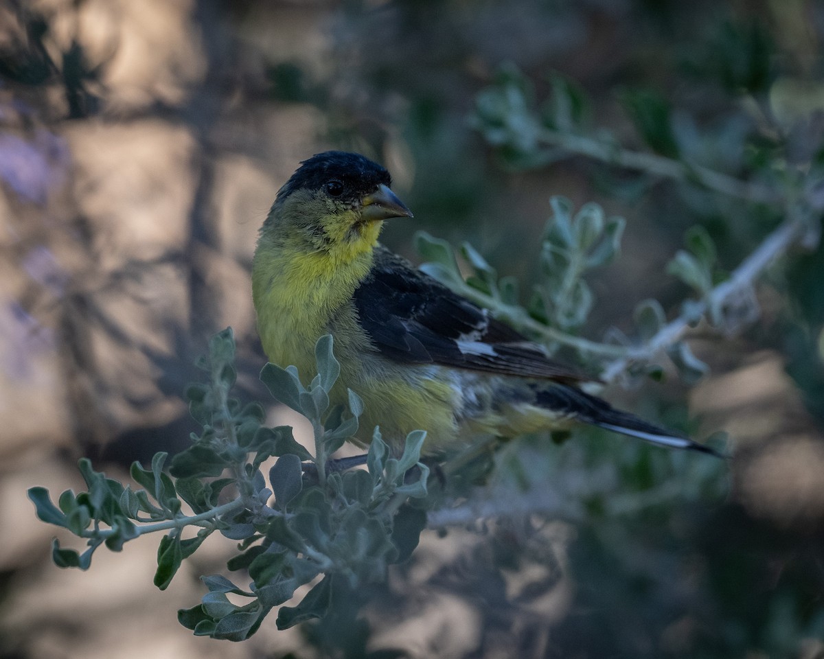 Lesser Goldfinch - ML620415773