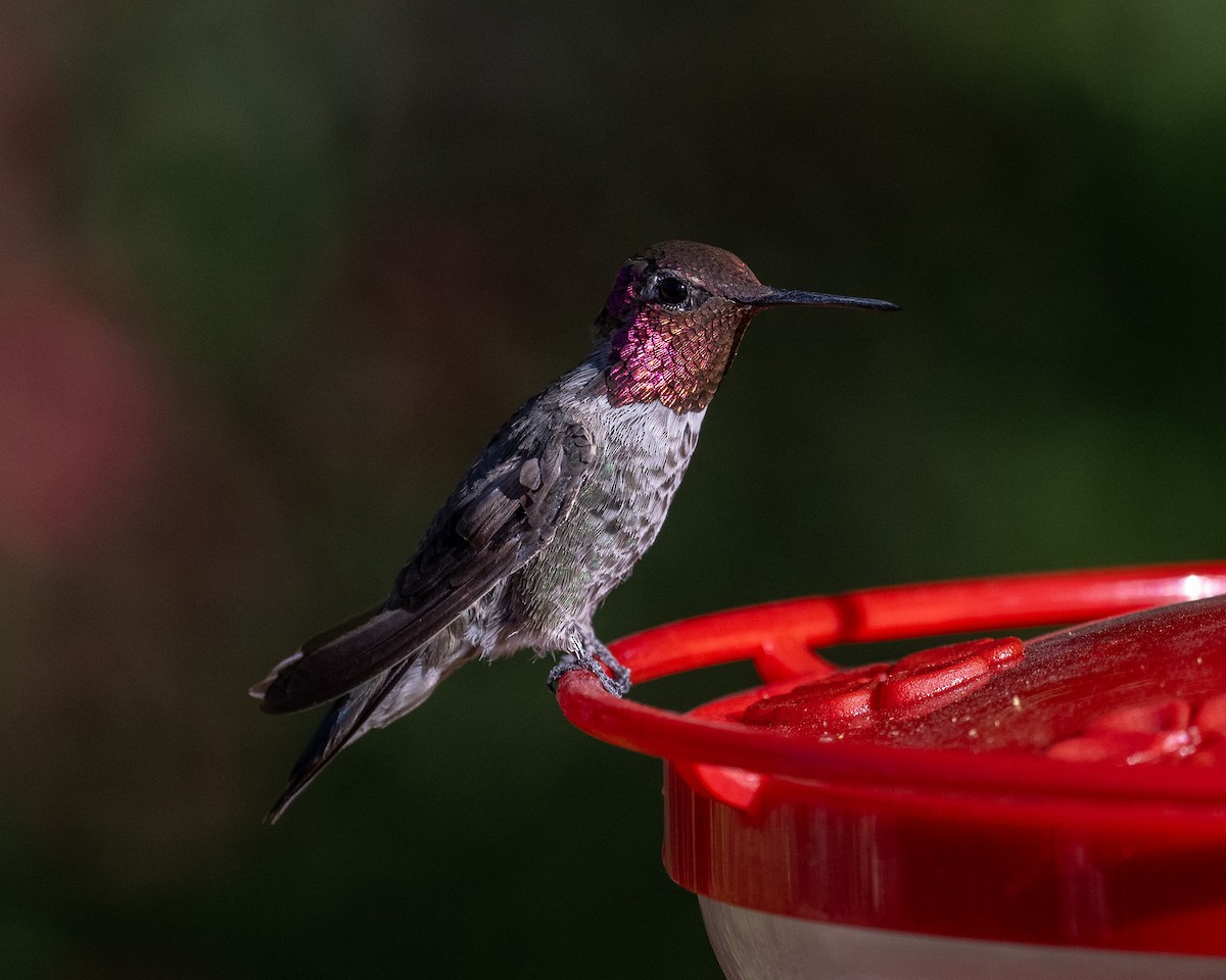 Anna's Hummingbird - ML620415775