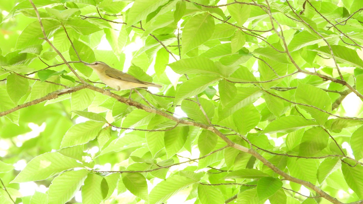 Rotaugenvireo - ML620415778