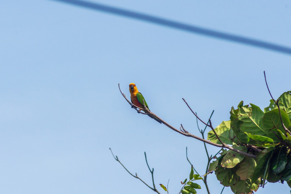 Jandaya Parakeet - ML620415780