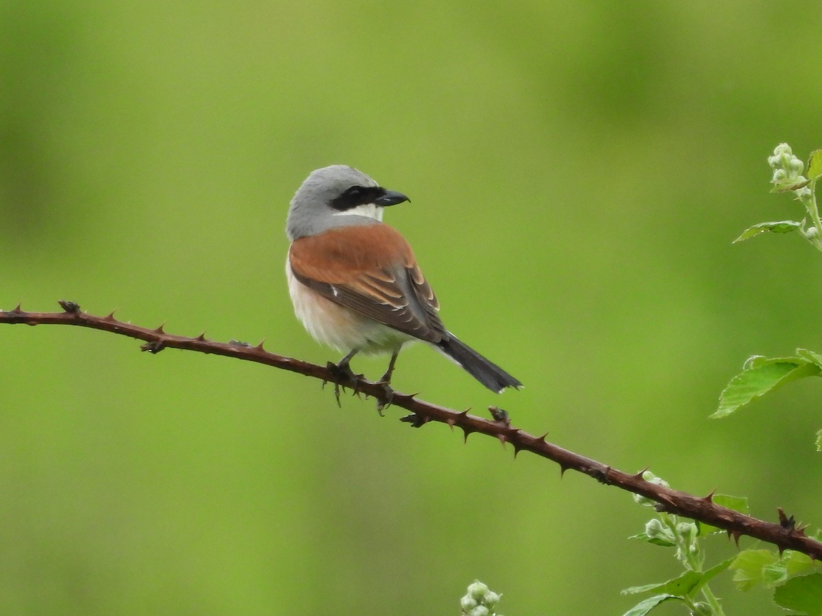 Red-backed Shrike - ML620415783