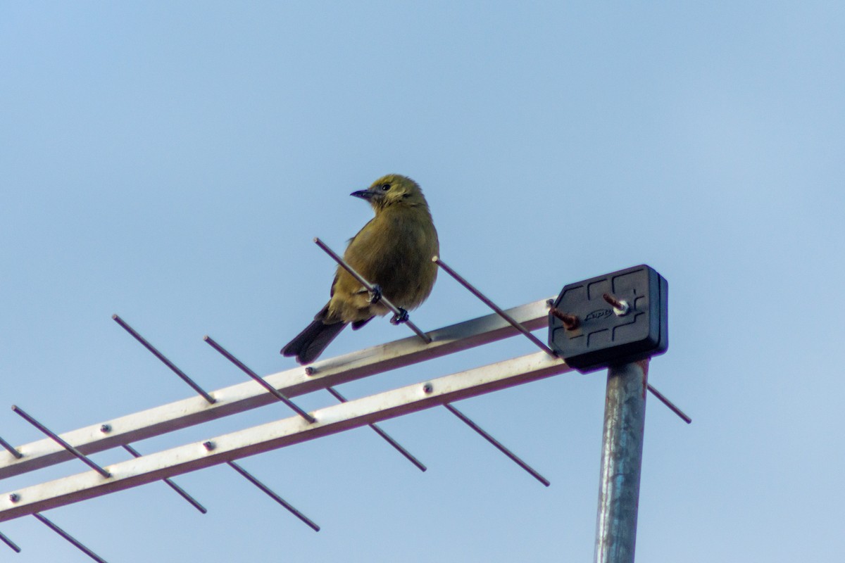 Palm Tanager - Max Glegiston