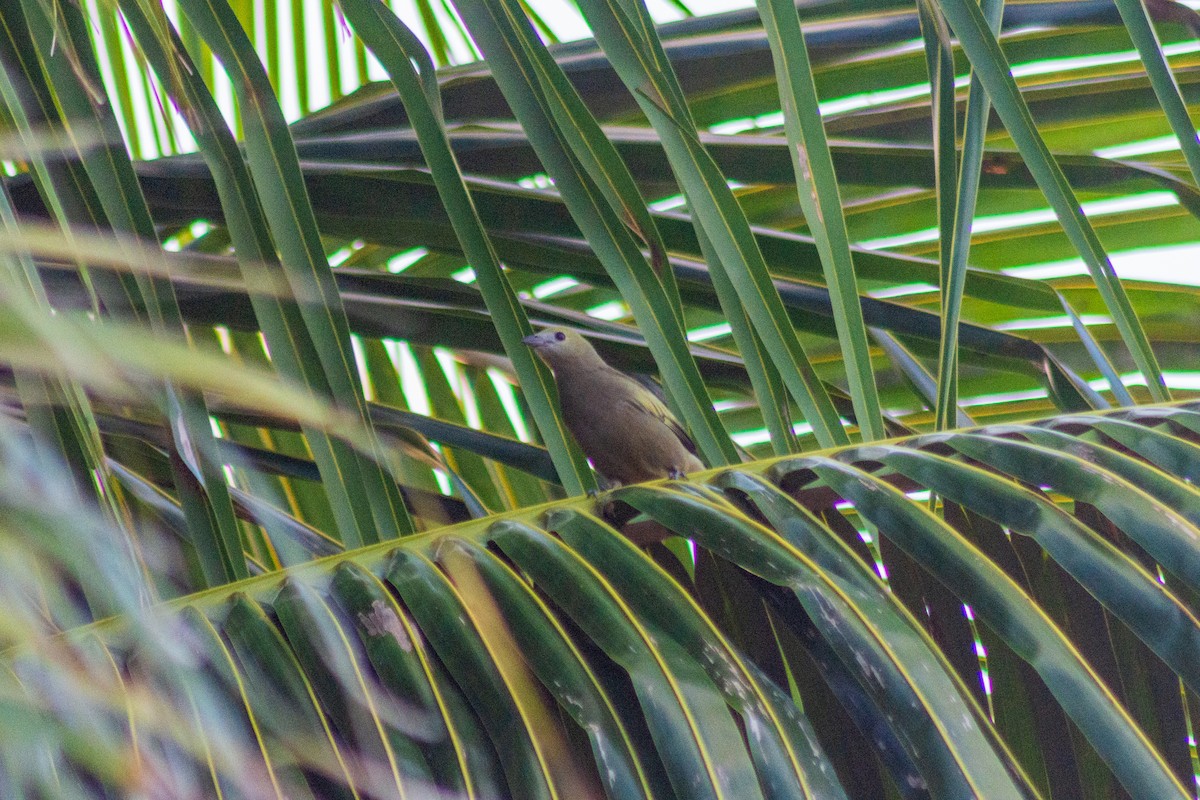 Palm Tanager - ML620415796