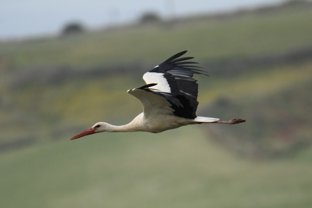 White Stork - ML620415799