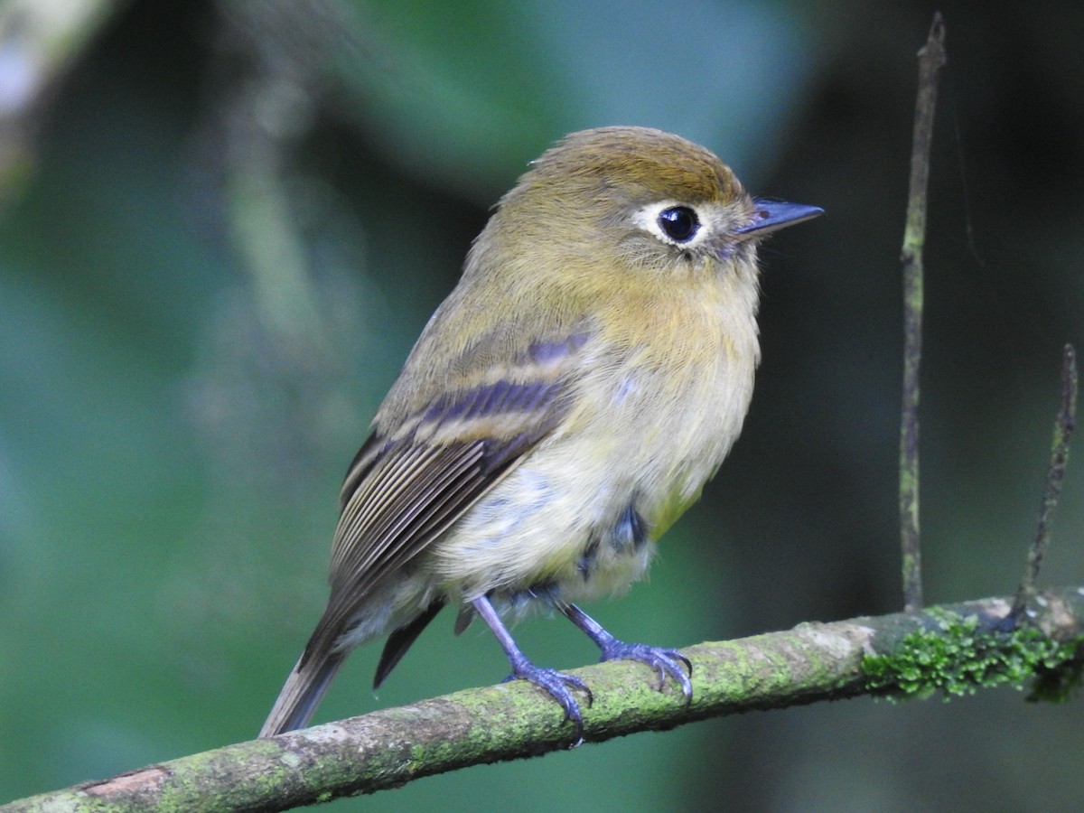 Yellowish Flycatcher - Coral Avilés Santiago