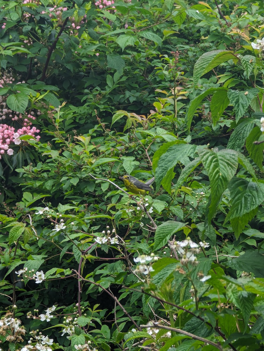 Canada Warbler - ML620415817