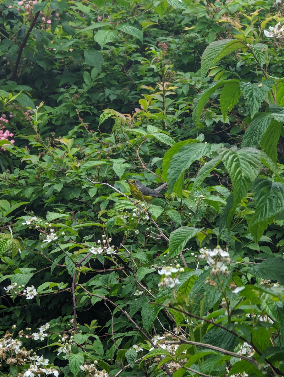 Canada Warbler - ML620415818