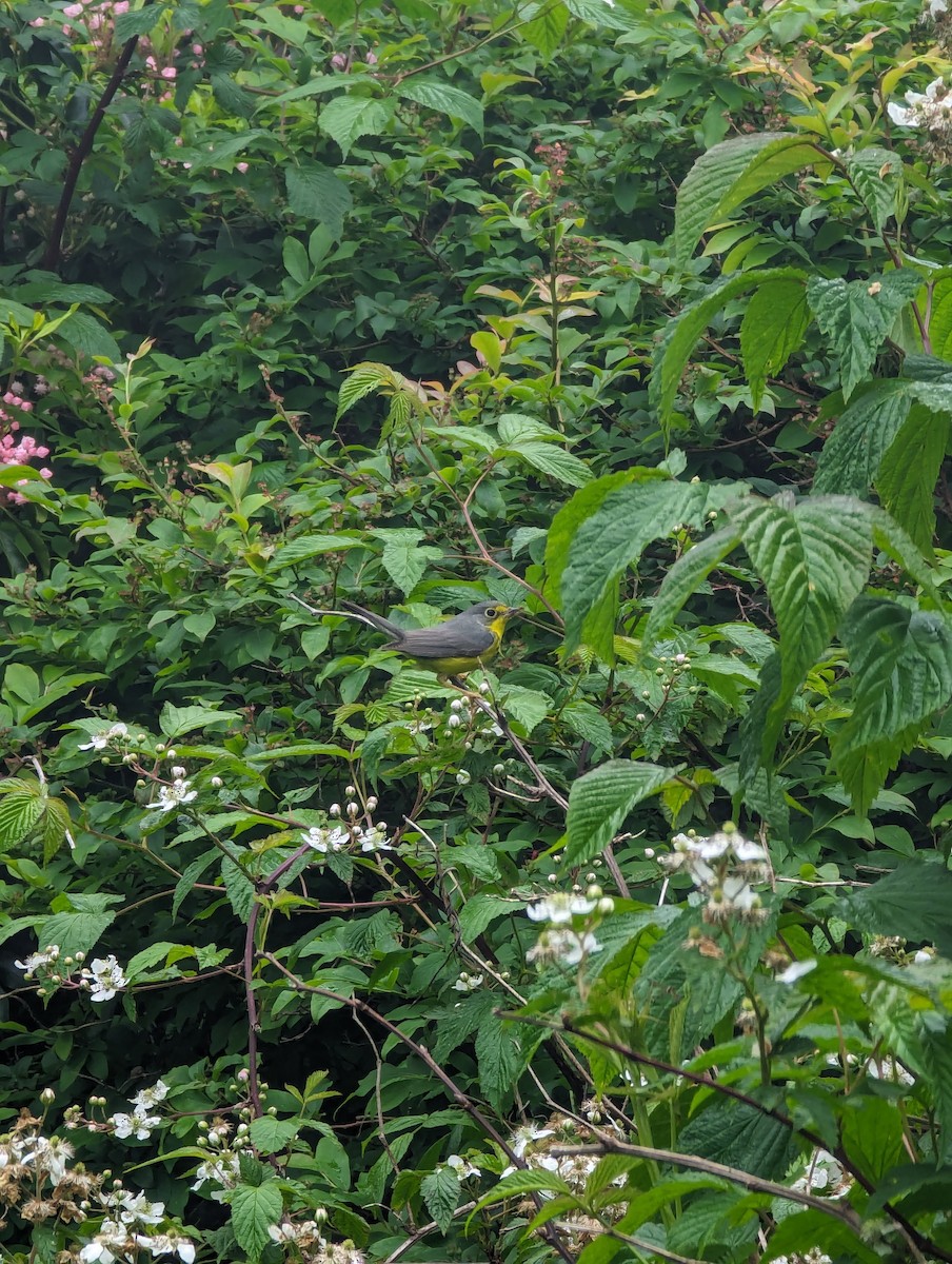 Canada Warbler - ML620415820