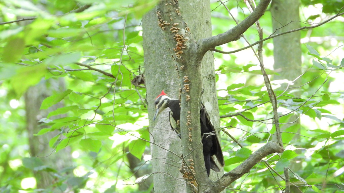 Pileated Woodpecker - ML620415830
