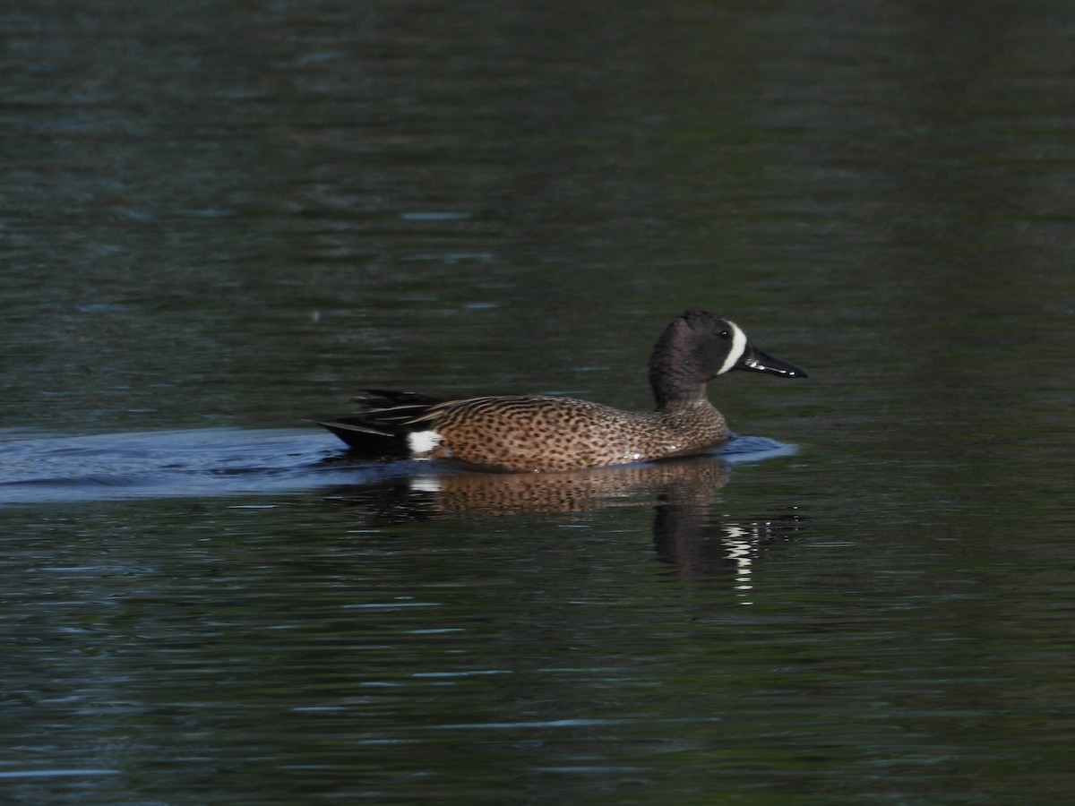 Blue-winged Teal - ML620415844