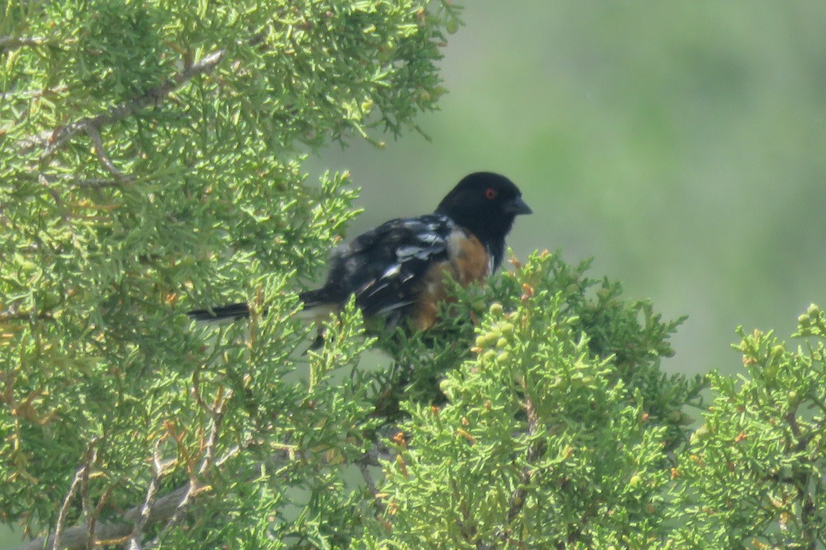 Spotted Towhee - ML620415854
