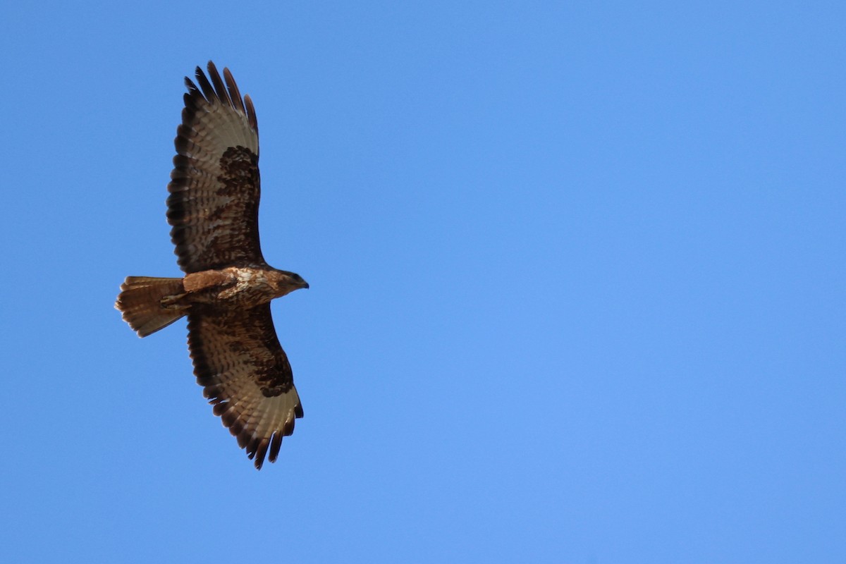 Common Buzzard - ML620415866