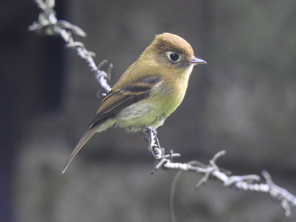 Yellowish Flycatcher - ML620415873