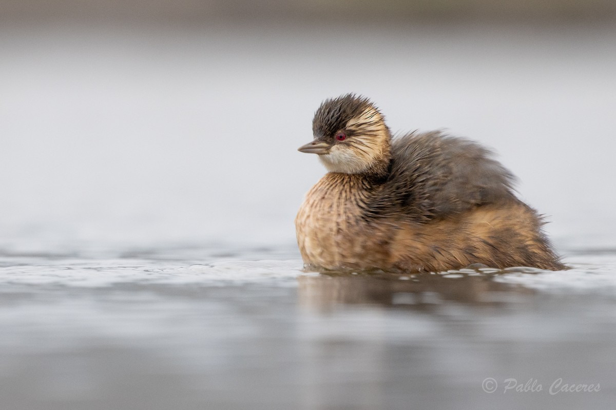 White-tufted Grebe - ML620415880