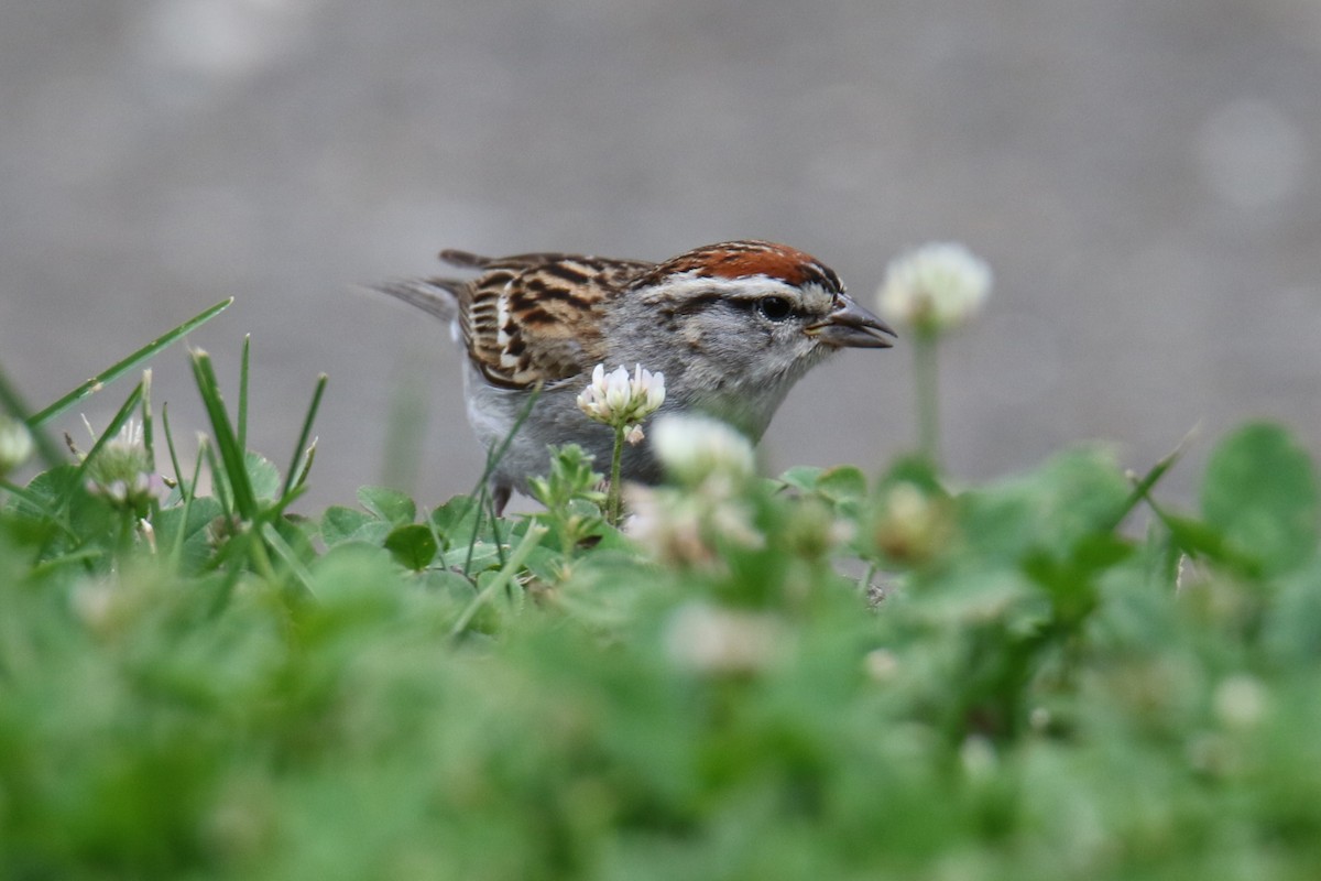 Chipping Sparrow - ML620415881