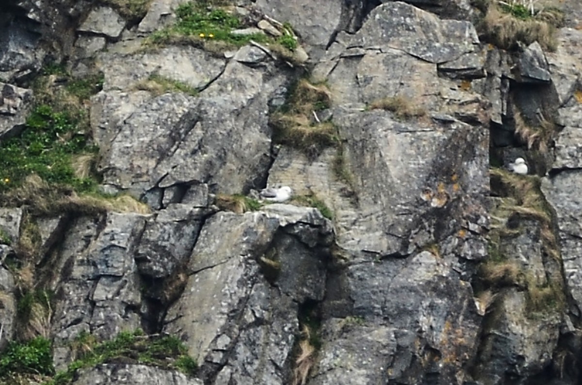 Northern Fulmar - ML620415882