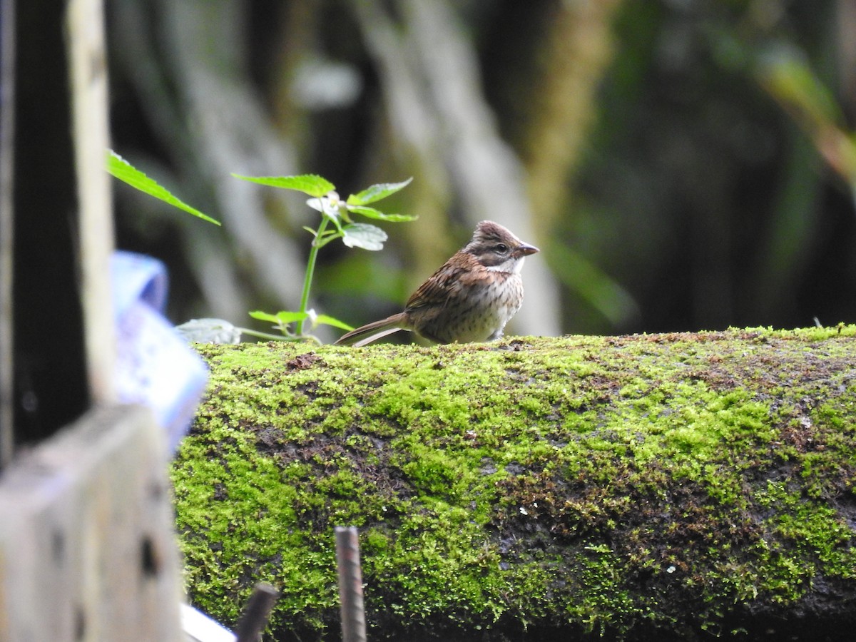 Rufous-collared Sparrow - ML620415888