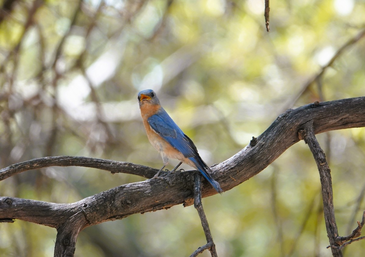 Eastern Bluebird - ML620415901