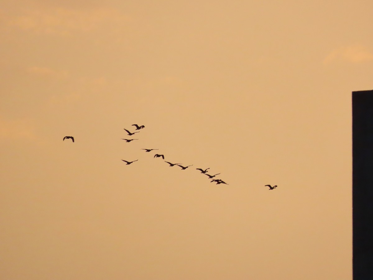 Lesser Whistling-Duck - ML620415902