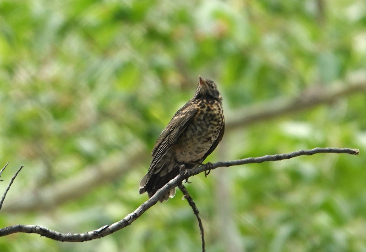 American Robin - ML620415908