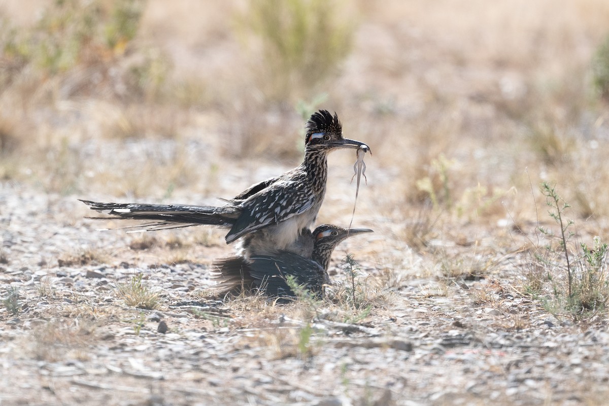 Greater Roadrunner - ML620415917