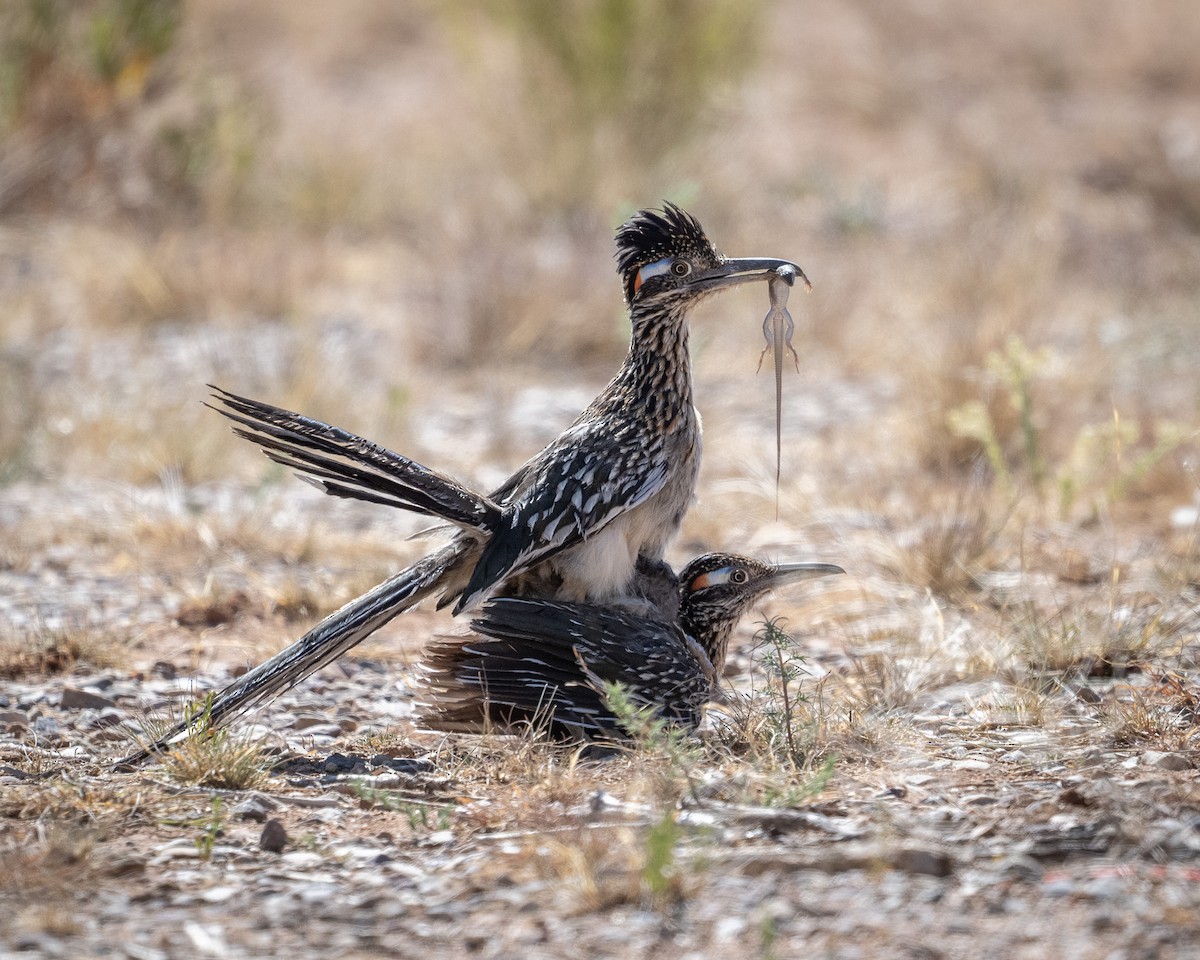 Greater Roadrunner - Graham Deese