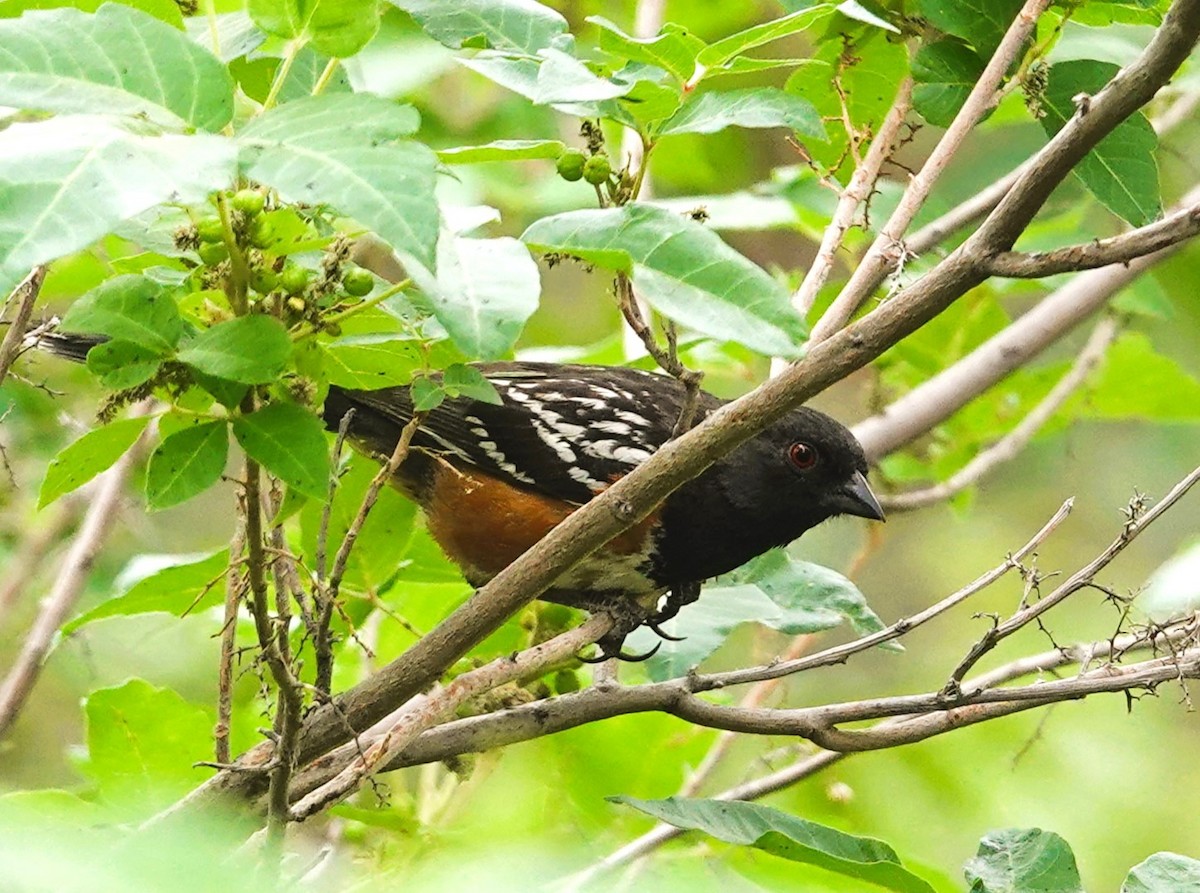 Spotted Towhee - ML620415923