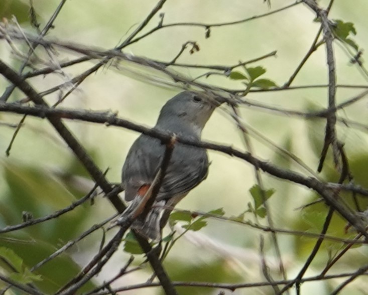 Lucy's Warbler - ML620415928