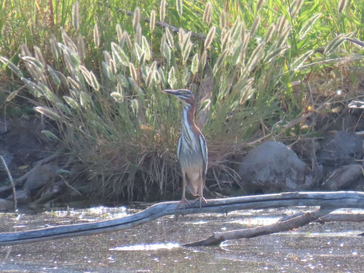 Green Heron - ML620415929