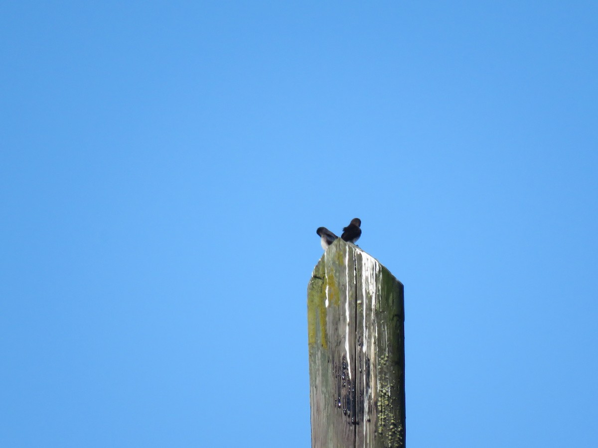 Golondrina Purpúrea - ML620415932